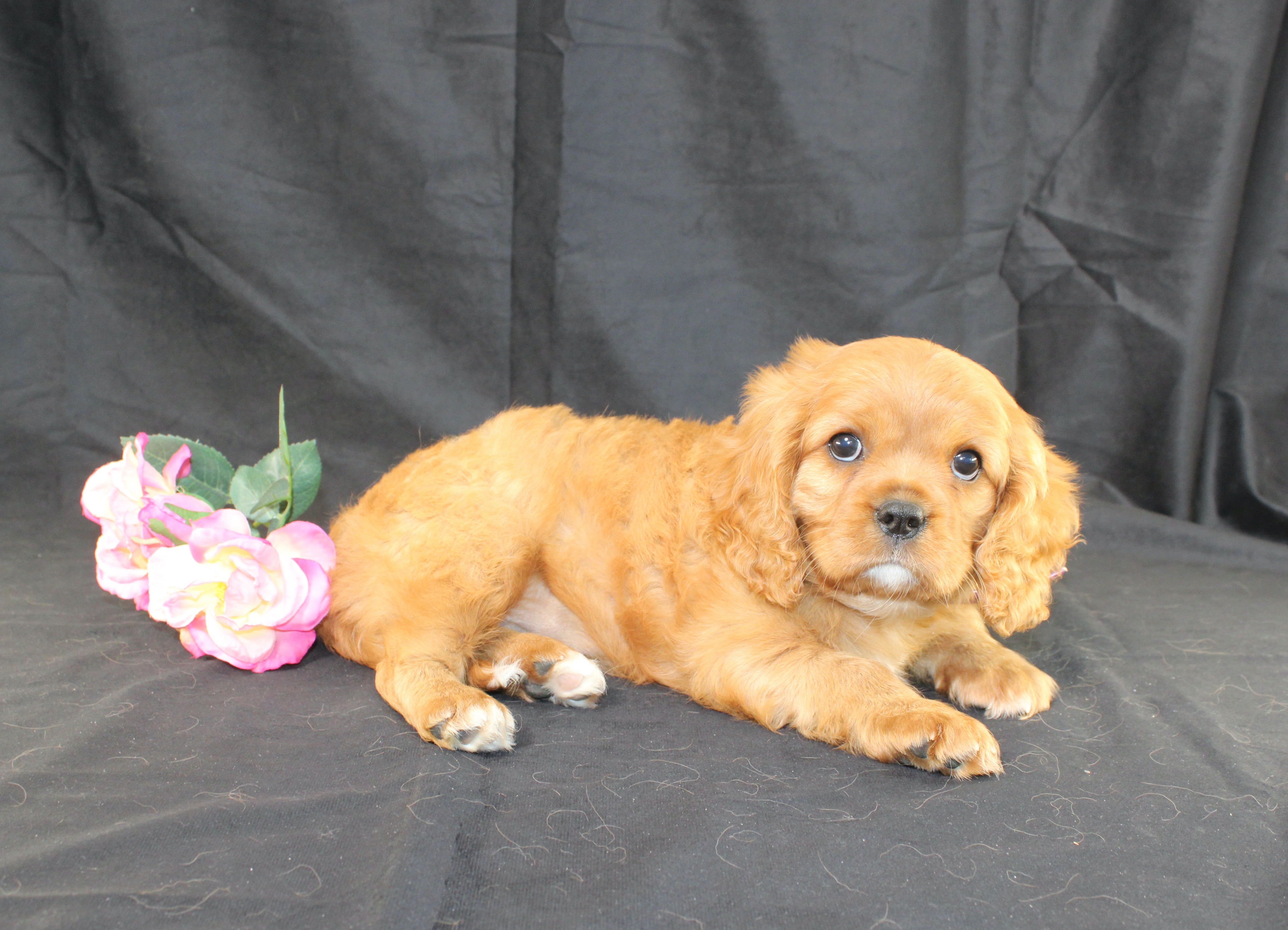 puppy, for, sale, Cavalier King Charles Spaniel, Ivan J. Stoltzfus, dog, breeder, Dornsife, PA, dog-breeder, puppy-for-sale, forsale, nearby, find, puppyfind, locator, puppylocator, aca